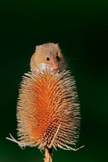 Eurasian harvest mouse