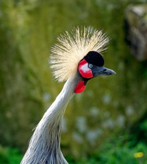 Black crowned crane