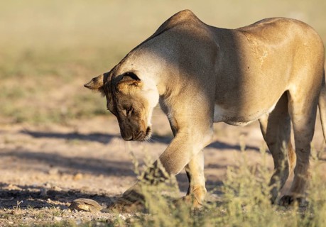Lion