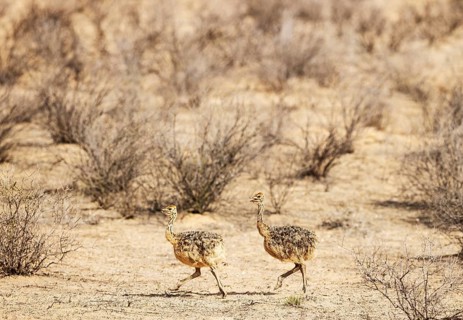 Ostrich