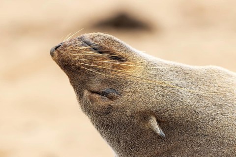 Cape Fur Seal
