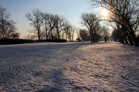 Gallery Forest