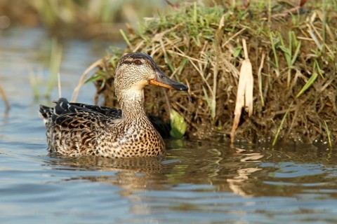 Eurasian teal