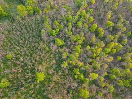 Drone shot forest