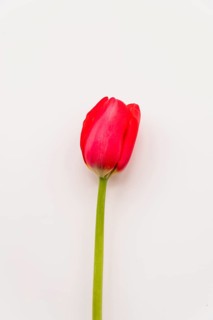 Flower bright scarlet tulip