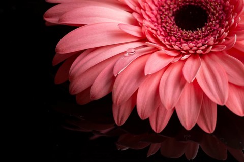 Close up gerbera petals pink shades