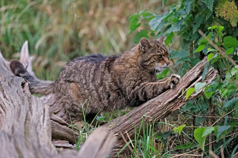 European wildcat