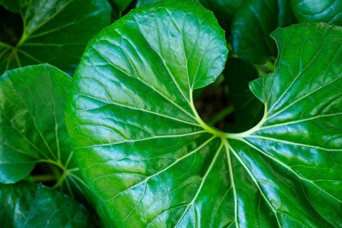 Leopard plant Farfugium japonicum Giganteum leaves top view close up texture