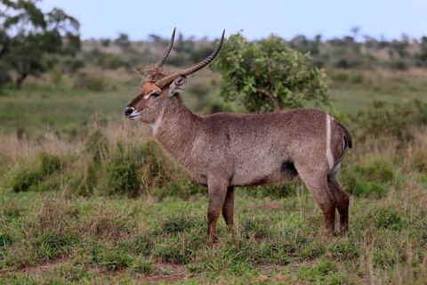 Ellipsen waterbuck