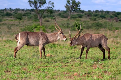 Ellipsen waterbuck
