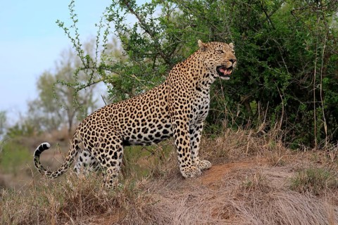 Leopard