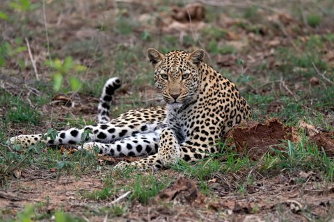 Leopard