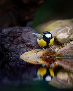 Great tit