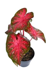 Exotic Caladium Red Flash houseplant with bright red leaves in pot on white background