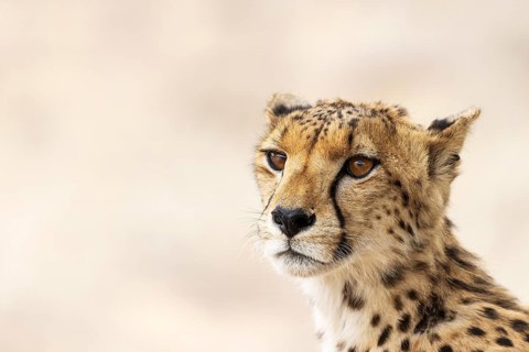 Cheetah