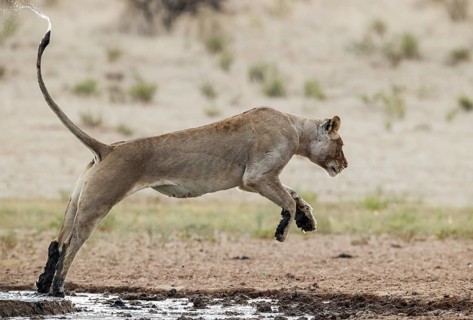 Lion