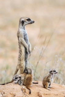 Suricate
