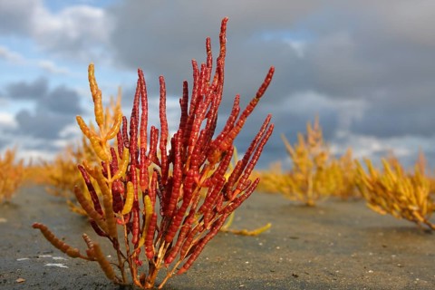 Glasswort