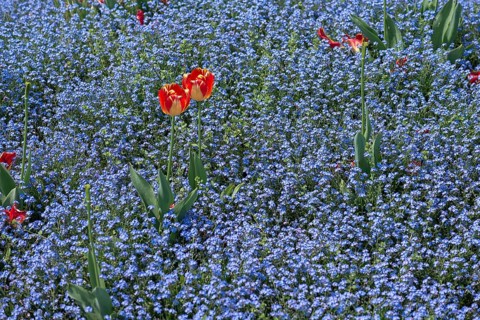 Flowering forget-me-nots