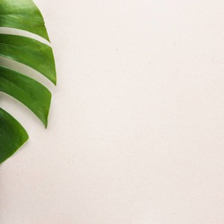 Edge monstera leaf