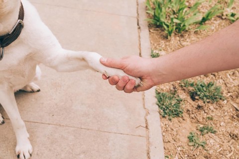 Paw dog human hand