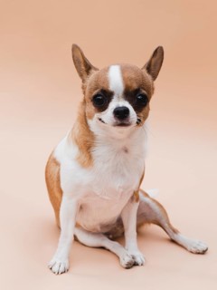 Smiley dog with alerted ears sitting