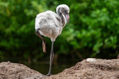 American flamingo