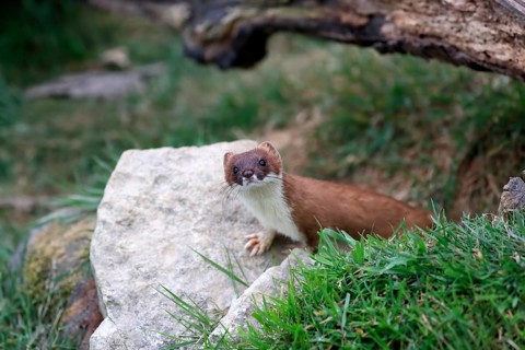 Ermine