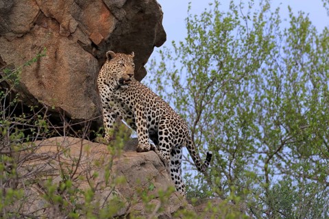 Leopard