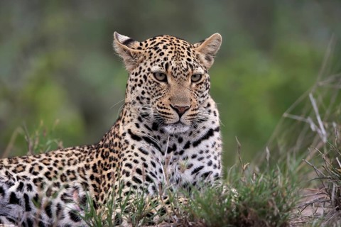 Leopard