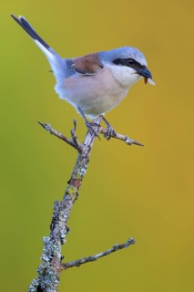 Red-backed Shrike