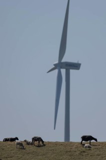 Sheep standing on a dike by the sea in front of a wind turbine for wind energy