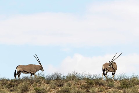 Gemsbok
