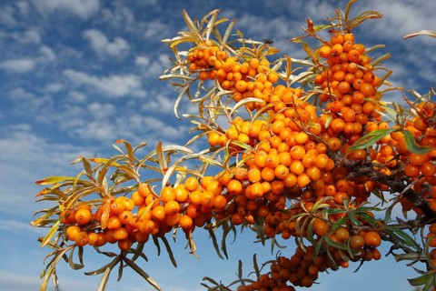 Fruits of common sea-buckthorn