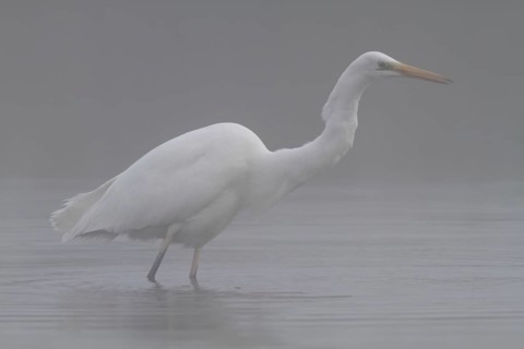 Great egret