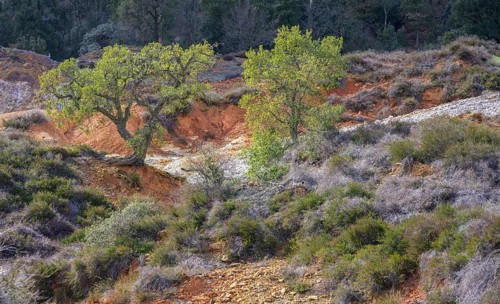 Cork oak in the midst of colourful rubble heaps