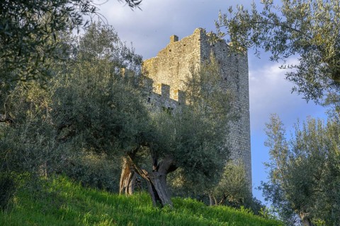 Ancient olive trees and city wall of