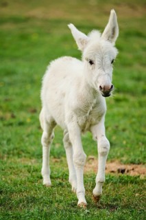 Donkey
