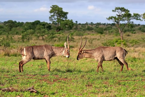 Ellipsen waterbuck