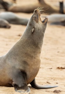 Cape Fur Seal