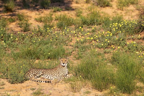 Cheetah