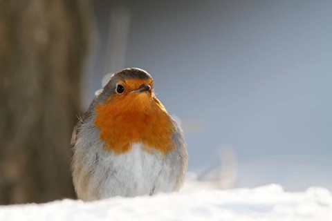 European robin