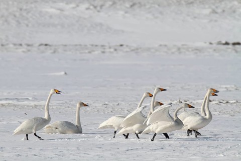 Whooper Swan