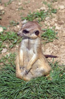 Meerkat