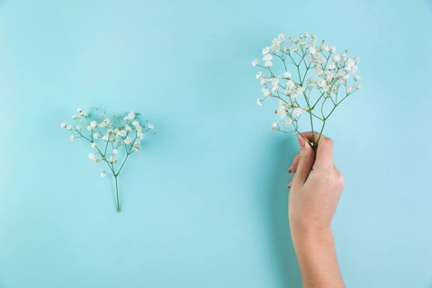 Female s hand holding baby s breath flowers against blue background