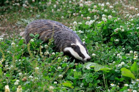 European badger