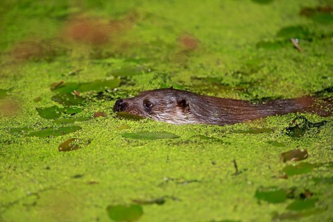 European otter
