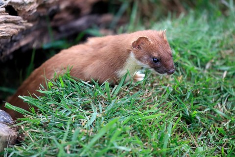 Ermine