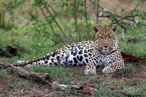 Leopard