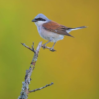 Red-backed Shrike
